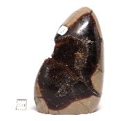 Septaria Forme Libre 15697