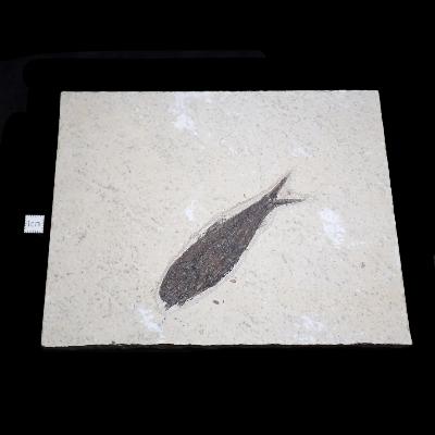 Poisson Fossile n°159