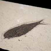Poisson Fossile n°159