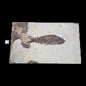 Poisson Fossile n°160