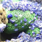 Azurite-Malachite Pierre Brute 18474