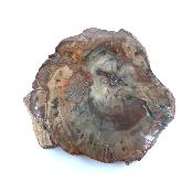 Bois Fossile Plaque 19126
