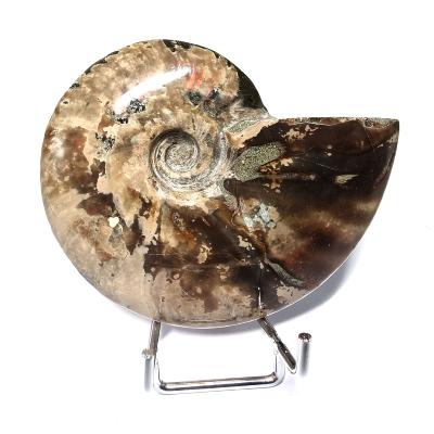 Ammonite Nacrée Entière 20345