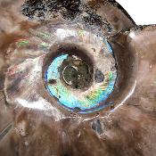 Ammonite Nacrée Entière 20346