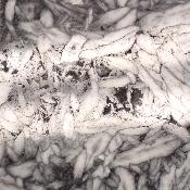 Pinolite Plaque 2334