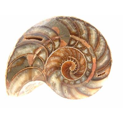 Ammonite Madagascar Sciée Polie