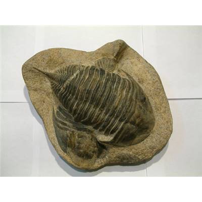 Trilobite 01430