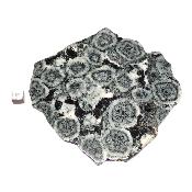 Diorite Orbiculaire Plaque 0121