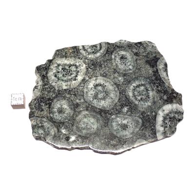 Diorite Orbiculaire Plaque 0122