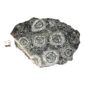 Diorite Orbiculaire Plaque 0126