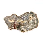 Bois Fossile Plaque 14423