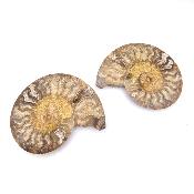 Ammonite Clinoviceras Nacrée Sciée Paire 20330