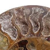 Ammonite Clinoviceras Nacrée Sciée Paire 20331