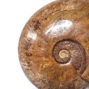 Ammonite Nacrée Entière 20337