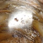 Bois Fossile Coeur 2046