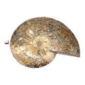 Ammonite sciée 3045