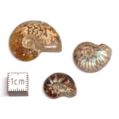 Ammonite Nacrée Entière