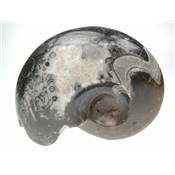 Ammonite du Maroc Entière Polie