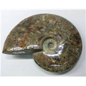 Ammonite Nacrée Entière 10171