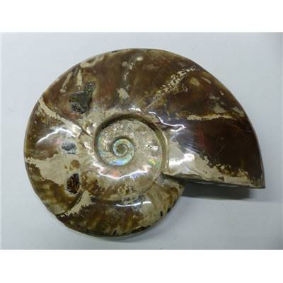 Ammonite Nacrée Entière 10172