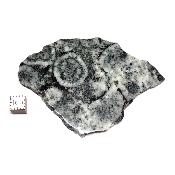 Diorite Orbiculaire Plaque 0114