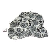 Diorite Orbiculaire Plaque 0119