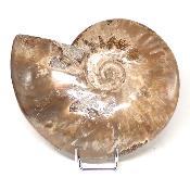 Ammonite Nacrée Entière 0142