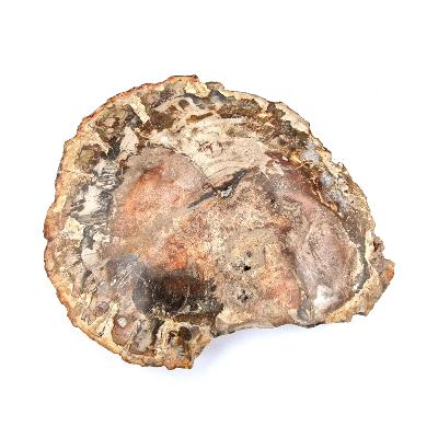 Bois Fossile Plaque 14430