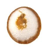 Agate Plaque Fine 14842