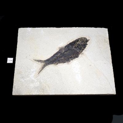 Poisson Fossile n°164