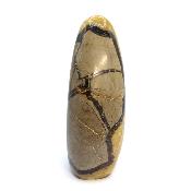 Septaria Forme Libre 19996