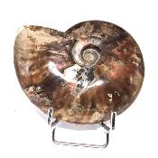 Ammonite Nacrée Entière 20341