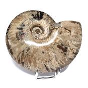 Ammonite Nacrée Entière 20347