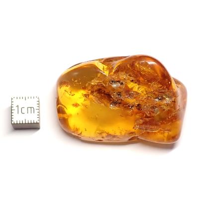 Ambre de la Baltique morceau poli 2037