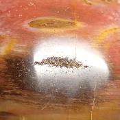 Bois Fossile Coeur 2046