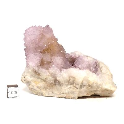 Cristal Cactus Brute 2052