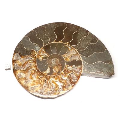 Ammonite sciée 3042