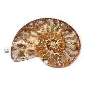 Ammonite sciée 3043