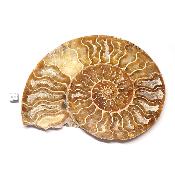 Ammonite sciée 3044