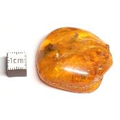 Ambre de la Baltique morceau poli n° 05954
