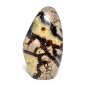 Septaria Forme Libre 08362