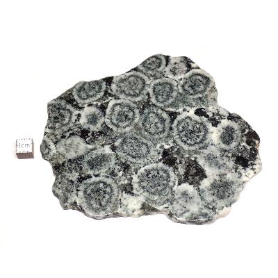 Diorite Orbiculaire Plaque 0124