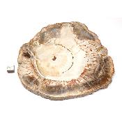Bois Fossile Plaque 0129