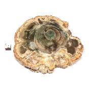 Bois Fossile Plaque 0132