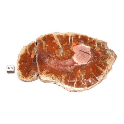 Bois Fossile Plaque 0135