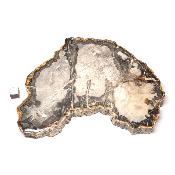 Bois Fossile Plaque 0138