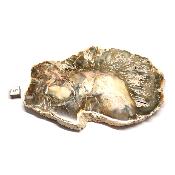Bois Fossile Plaque 0141