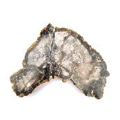 Bois Fossile Plaque 14420