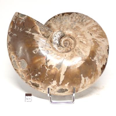 Ammonite Nacrée Entière 0148