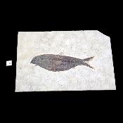Poisson Fossile n°149